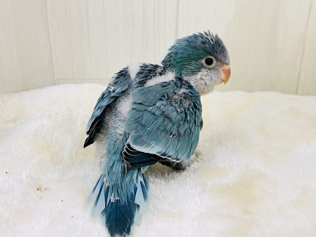 オキナインコ