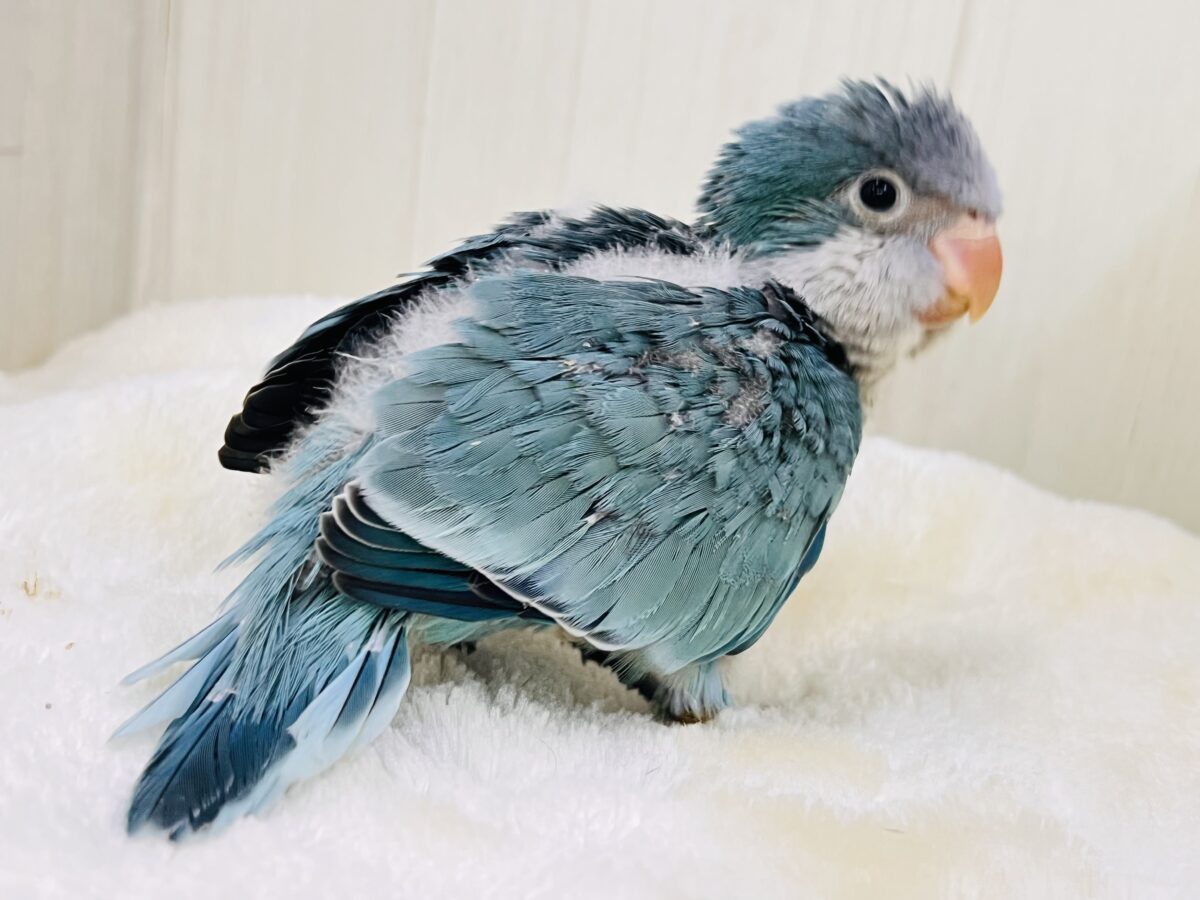 オキナインコ