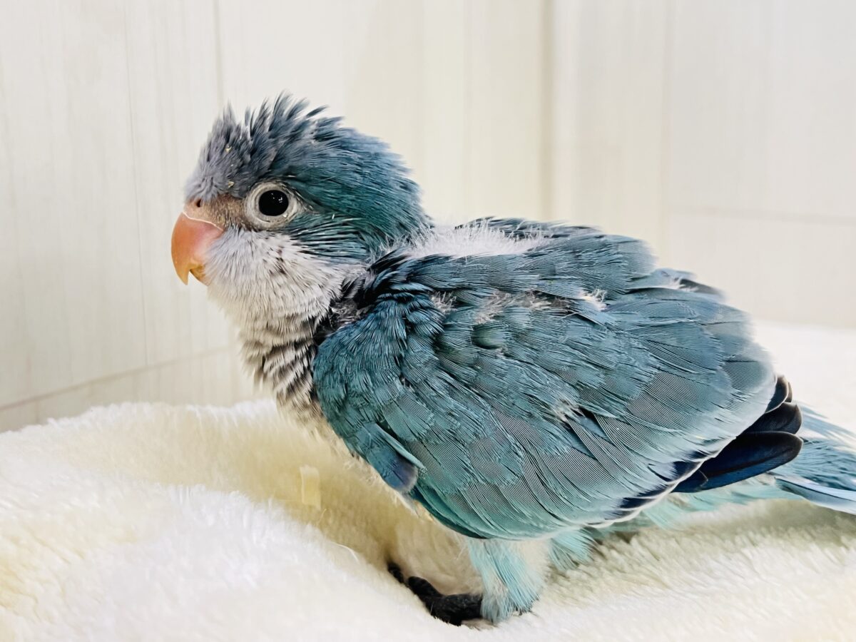 オキナインコ