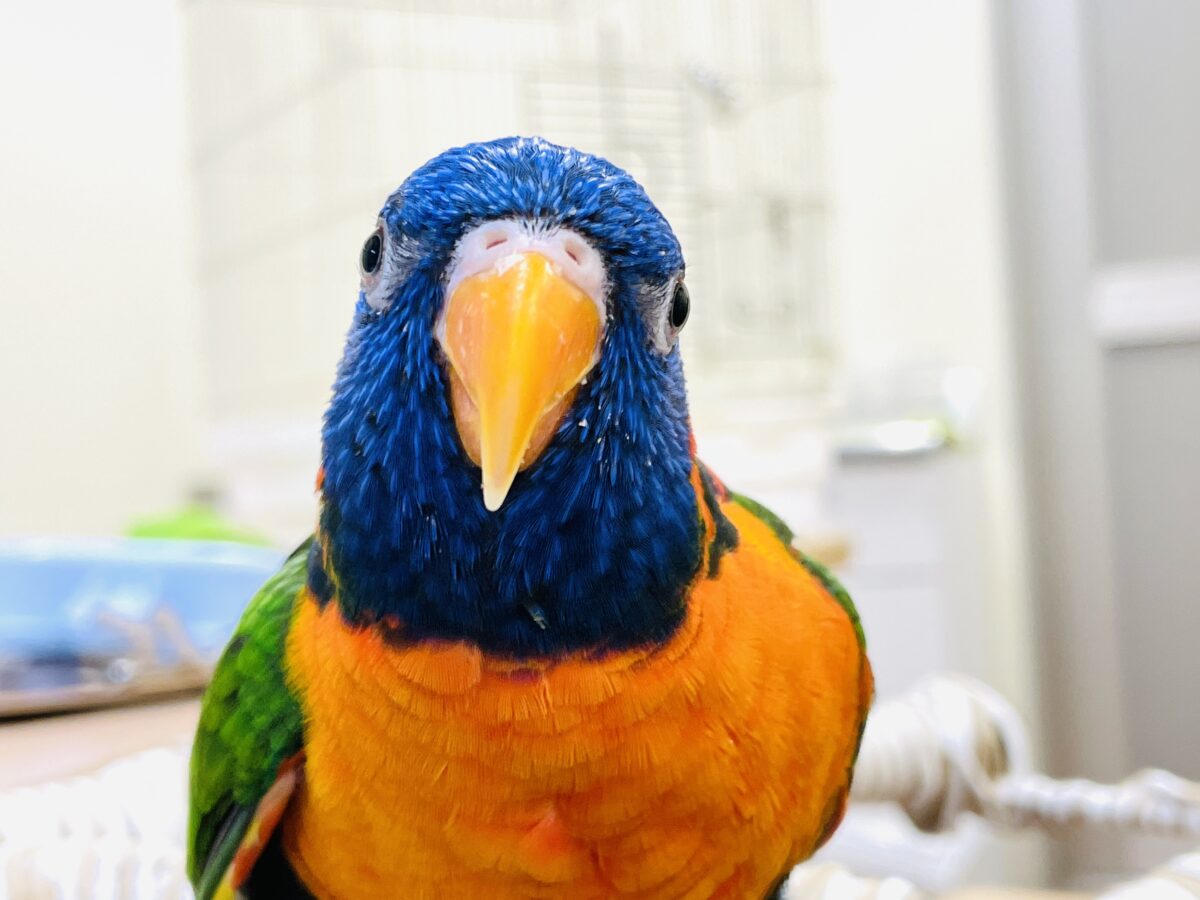 ゴシキセイガイインコ