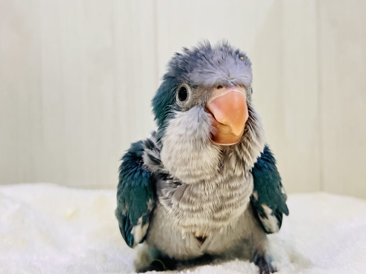 オキナインコ