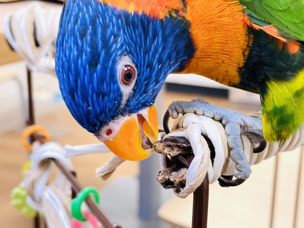ゴシキセイガイインコ