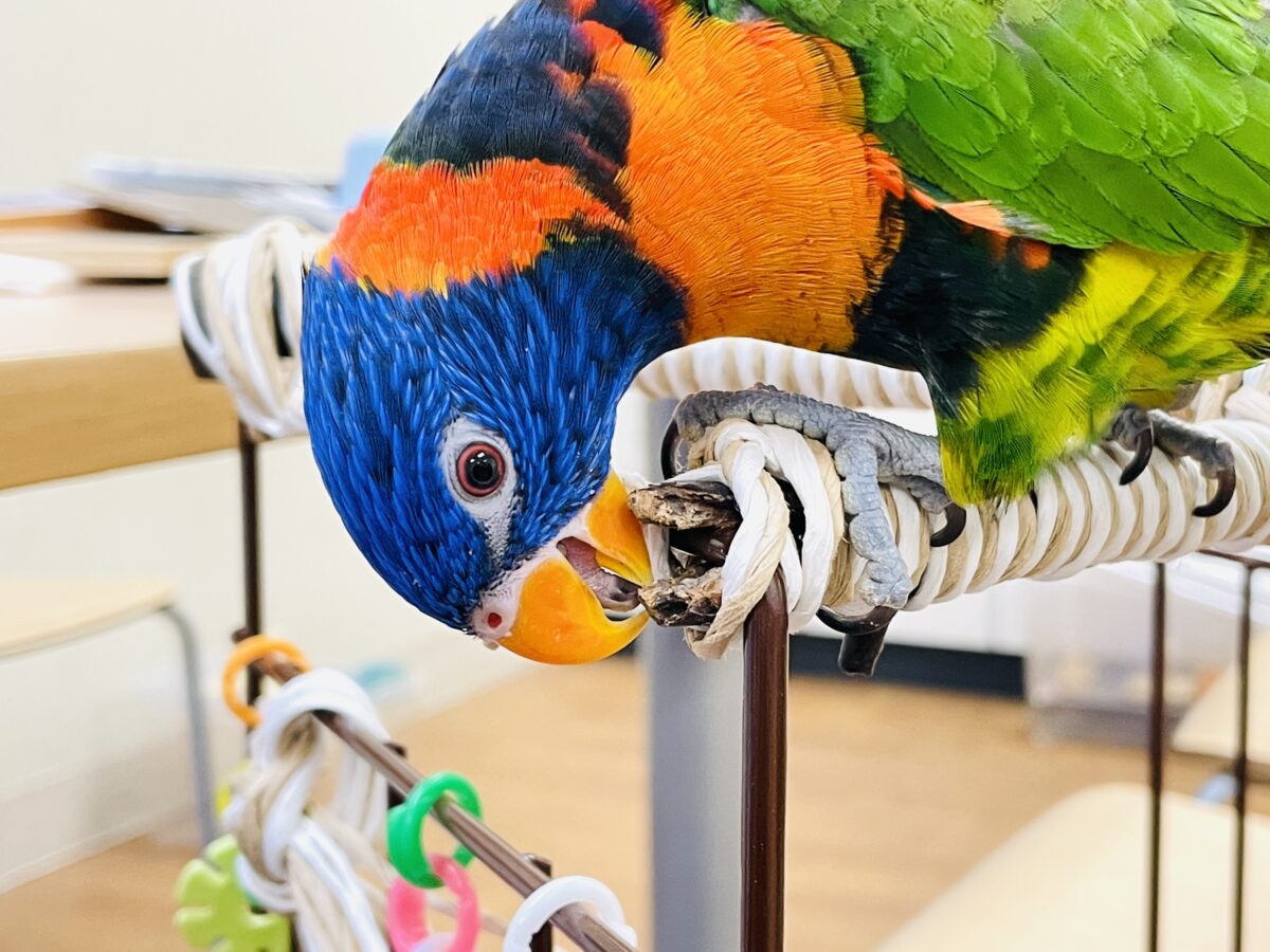 ゴシキセイガイインコ