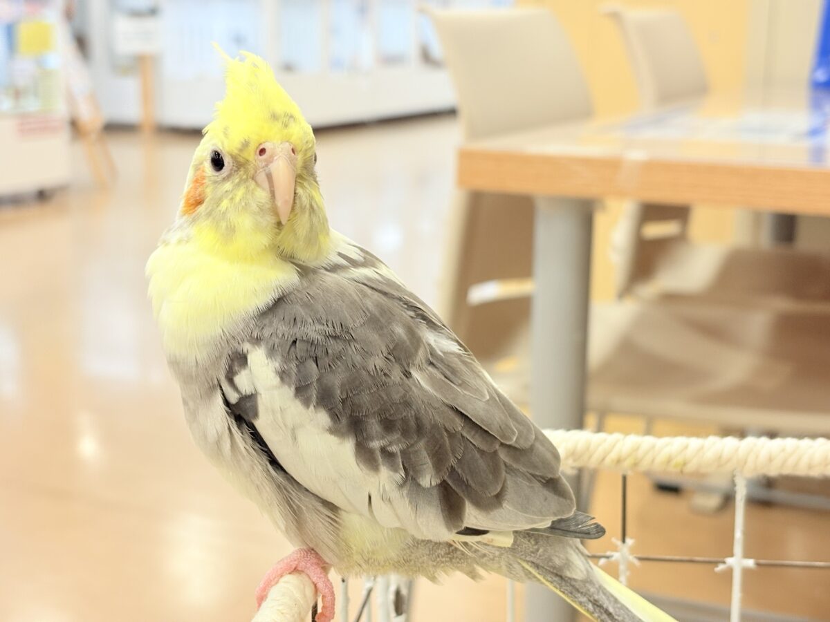 オカメインコ
