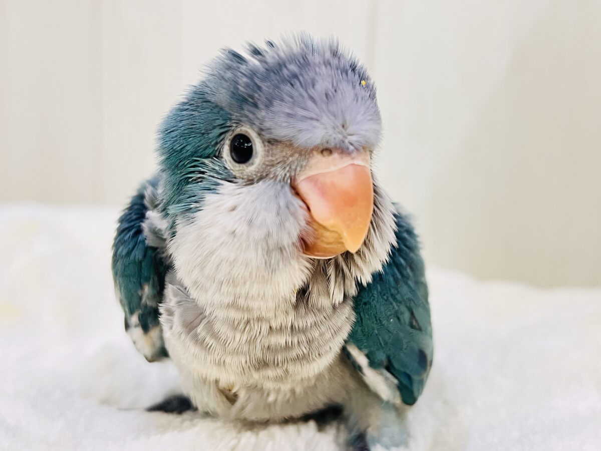 誰か止めて〜‼︎‼︎💙ﾊﾟﾀﾊﾟﾀわきわき🎶オキナインコのブルー✨✨