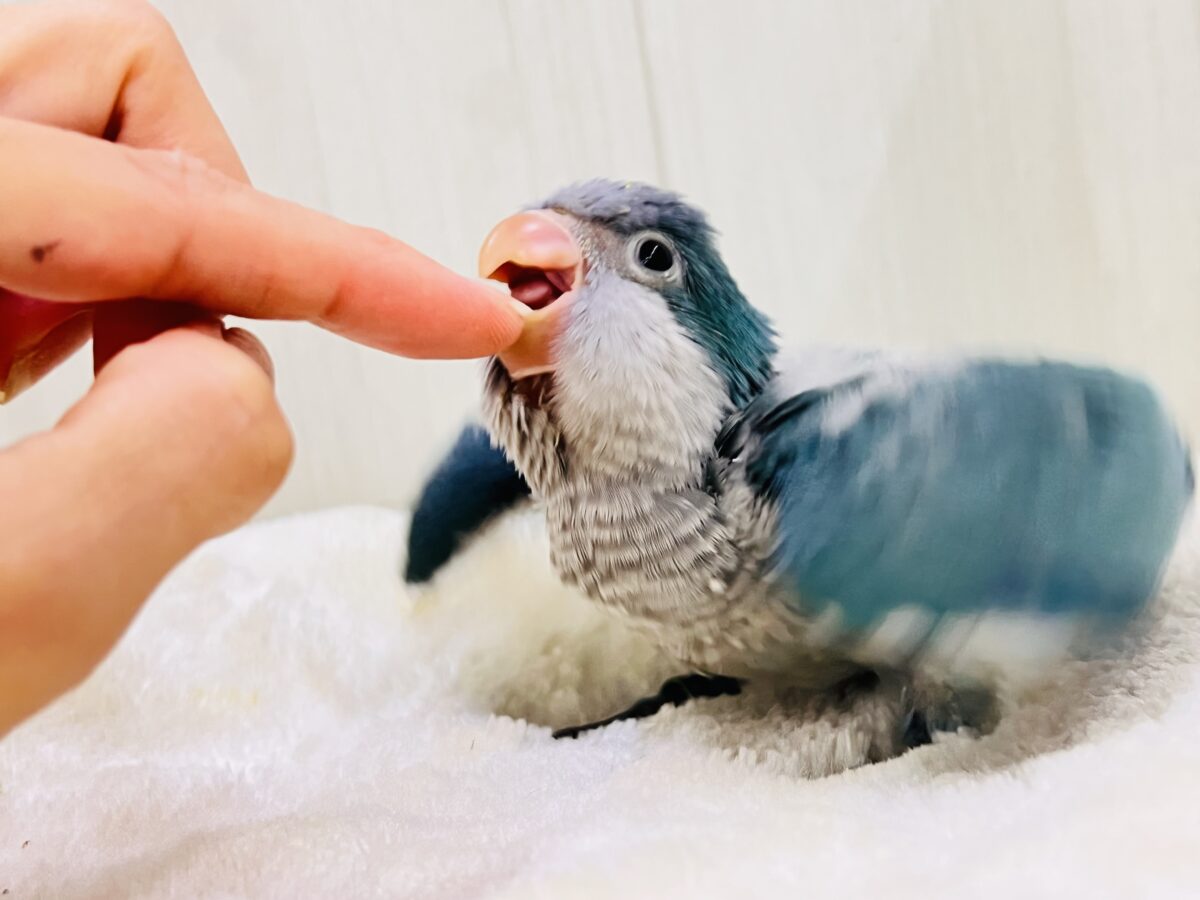 オキナインコ
