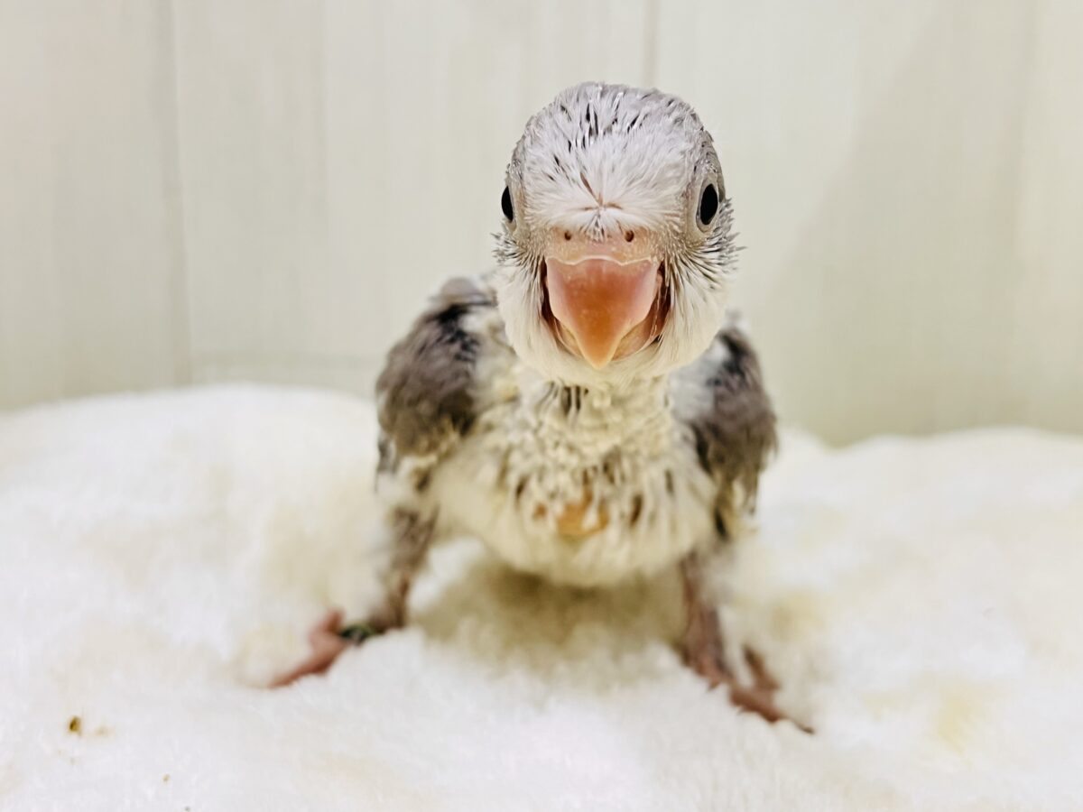 オキナインコ