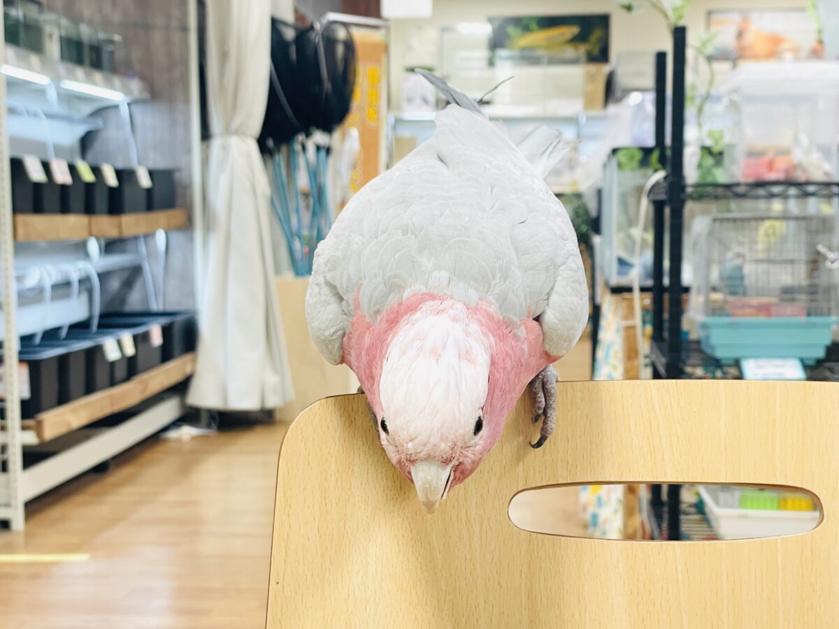 モモイロインコ