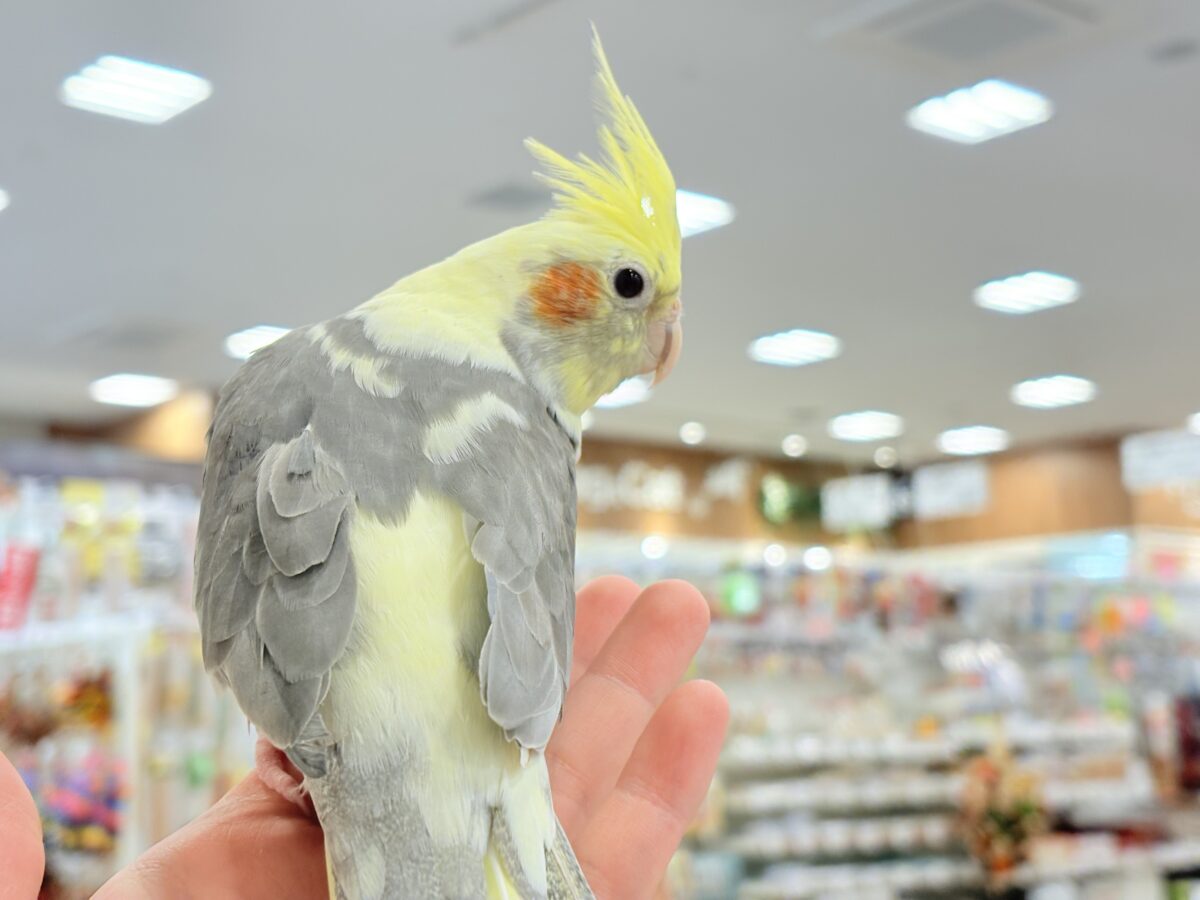 オカメインコ
