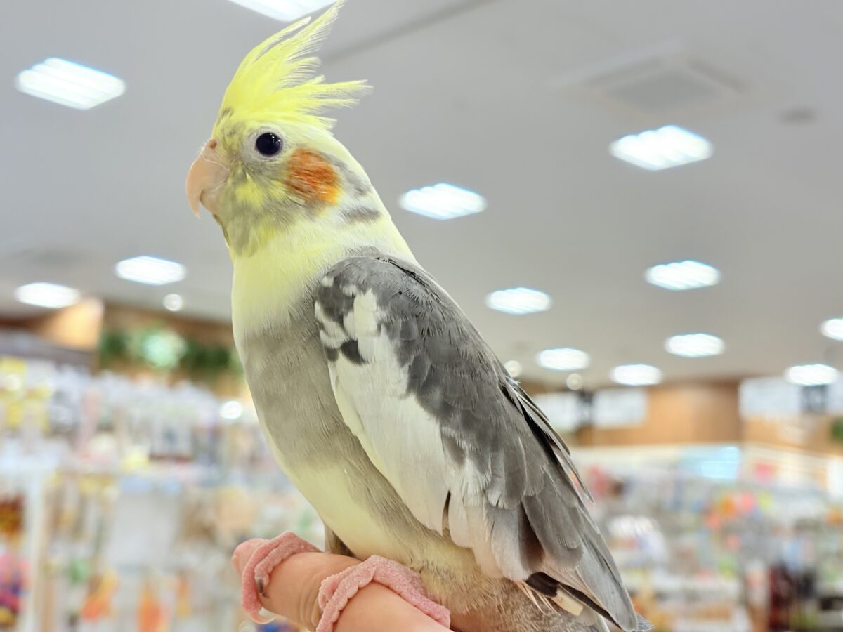 オカメインコ