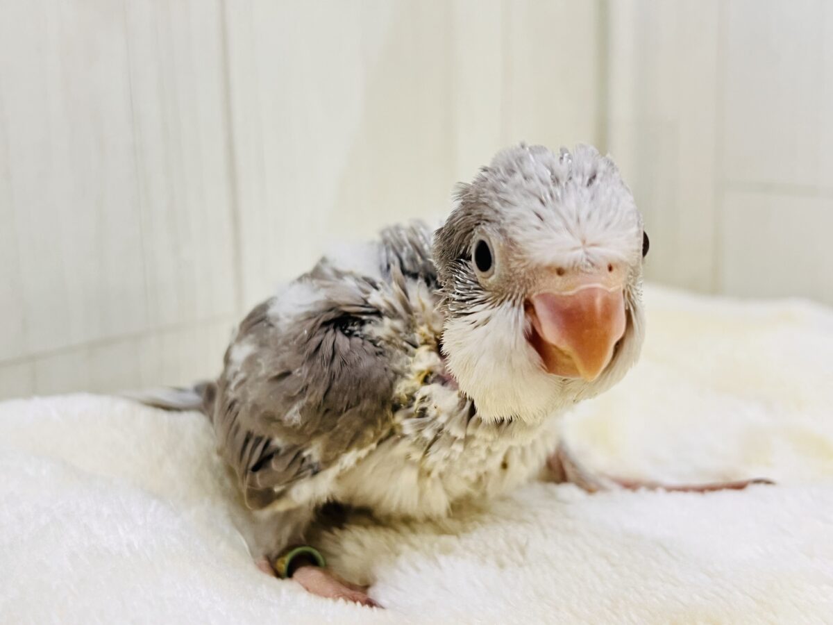 オキナインコ