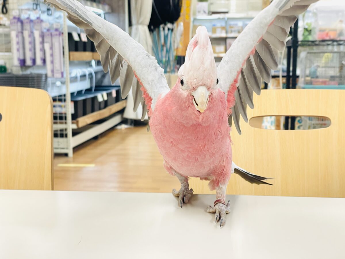 モモイロインコ