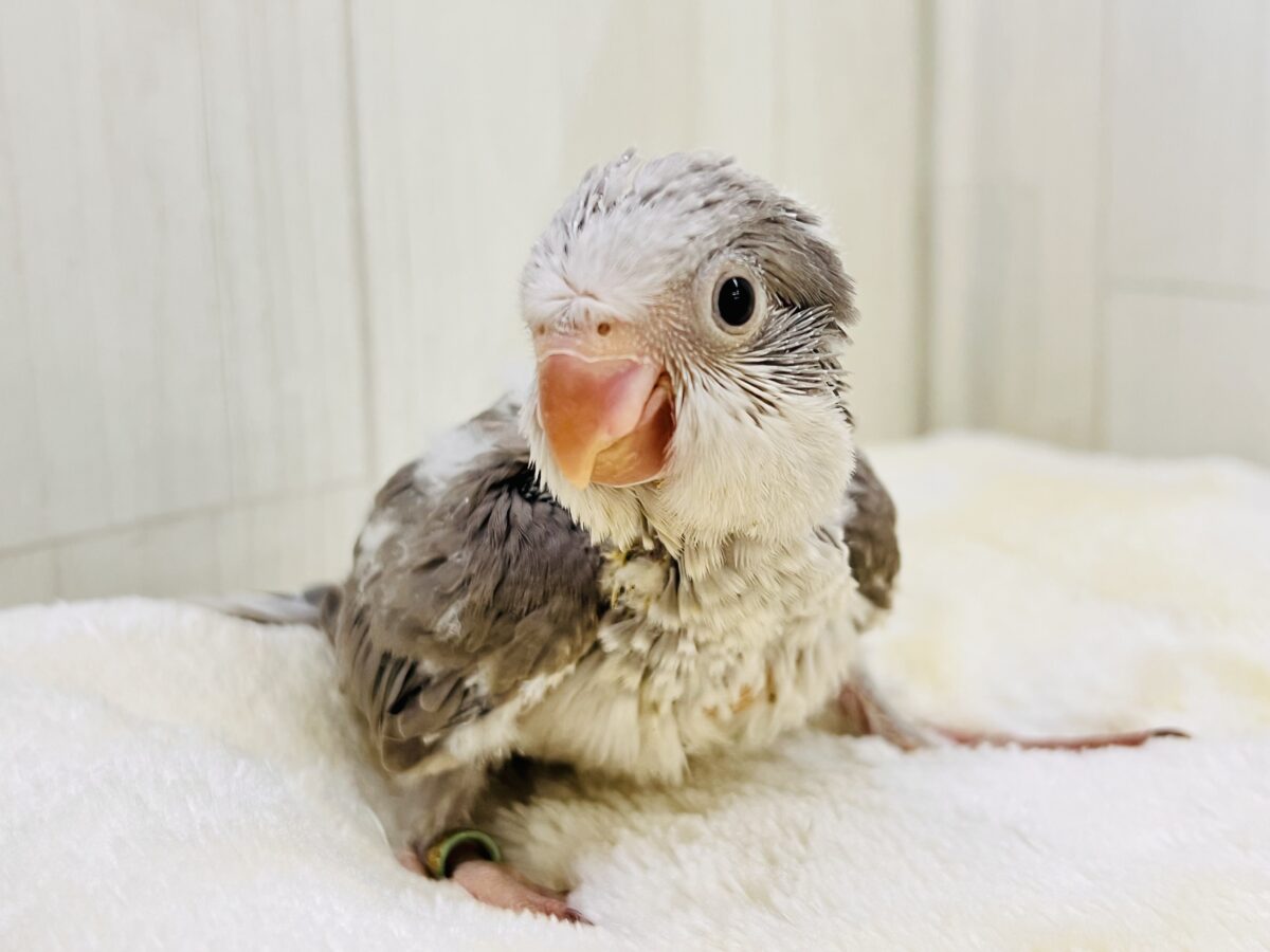 オキナインコ