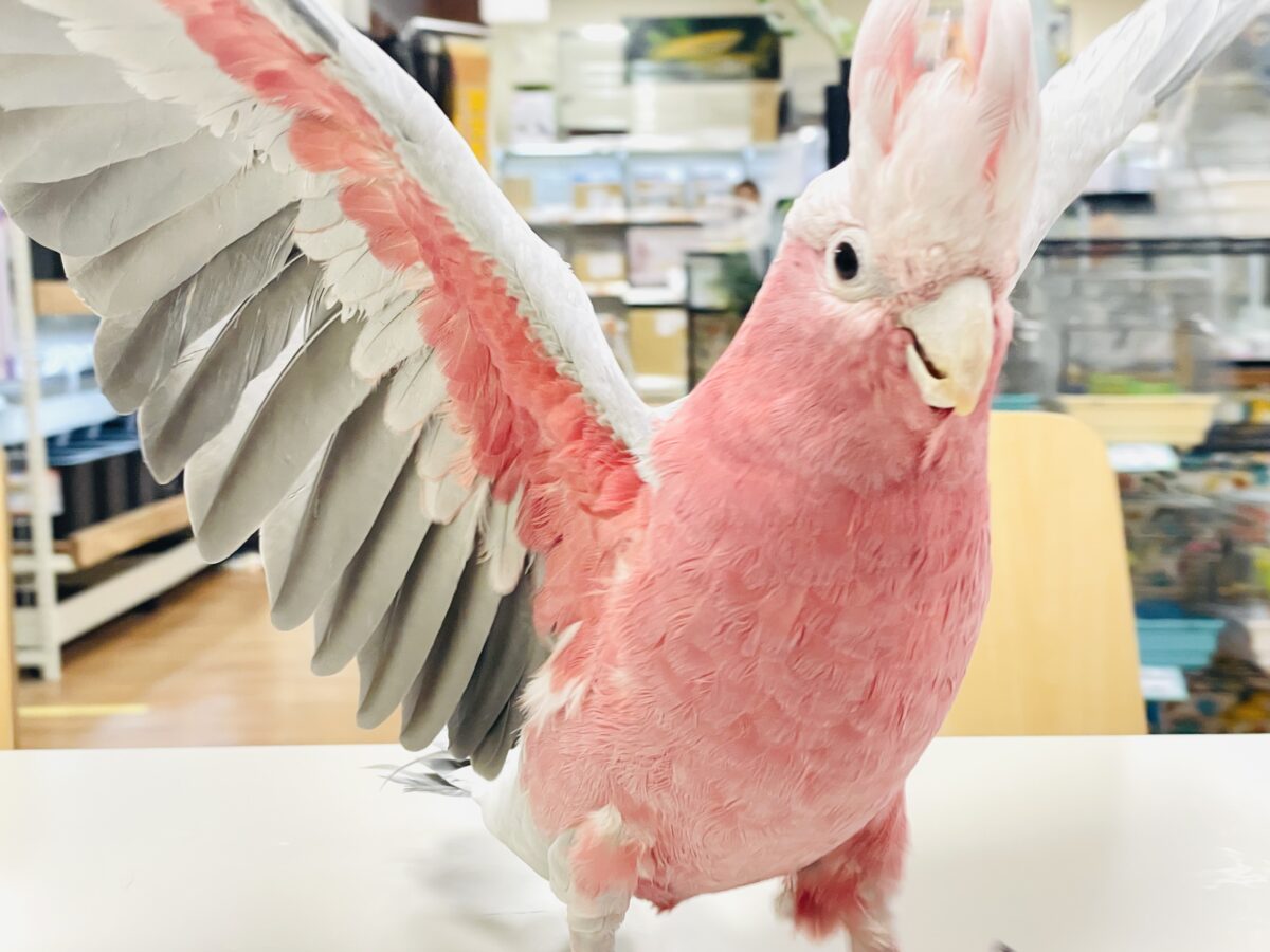 【最新画像】やってきました❣️ピンクの鳥さん💕モモイロインコ（男の子）