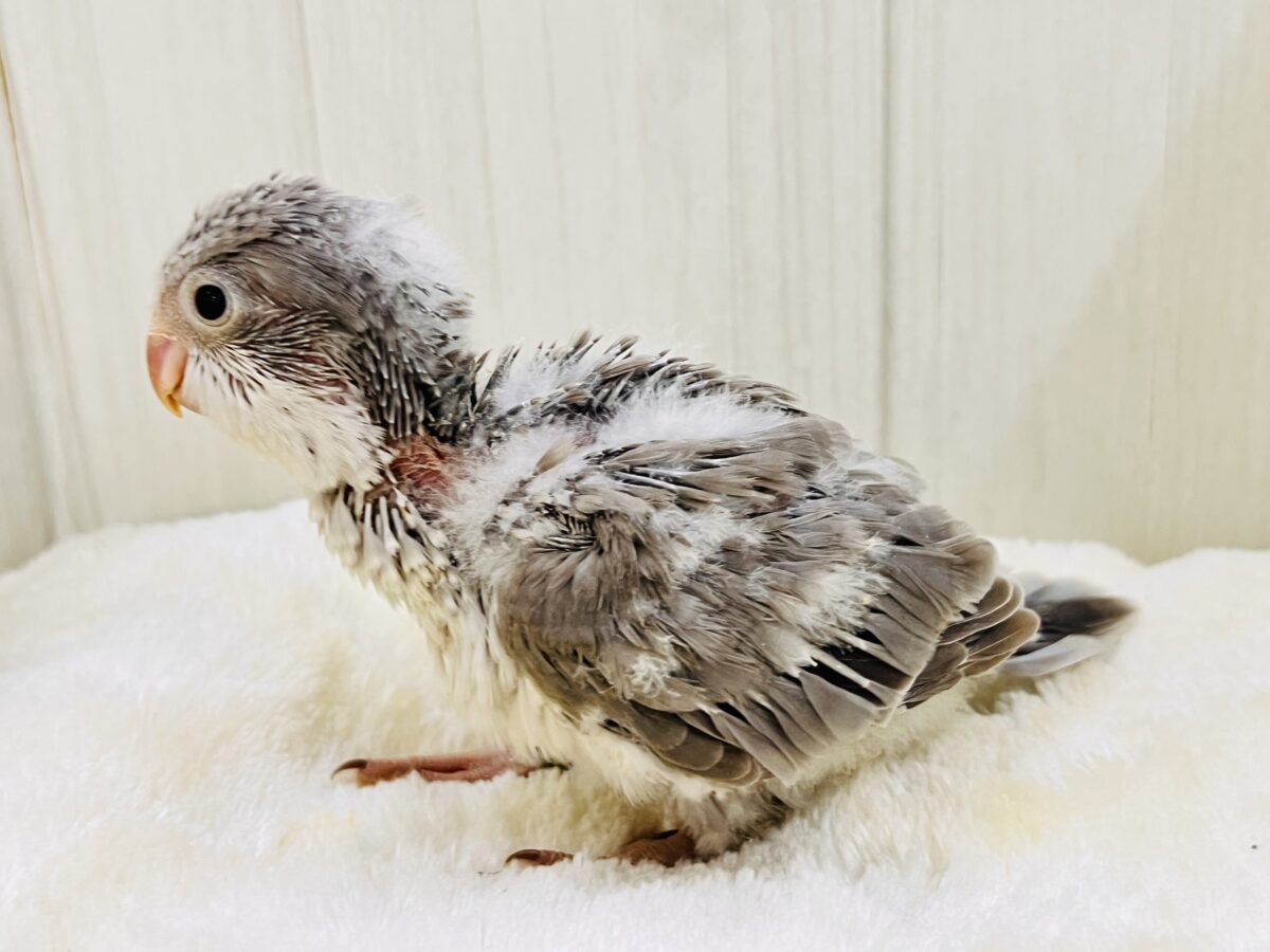 オキナインコ