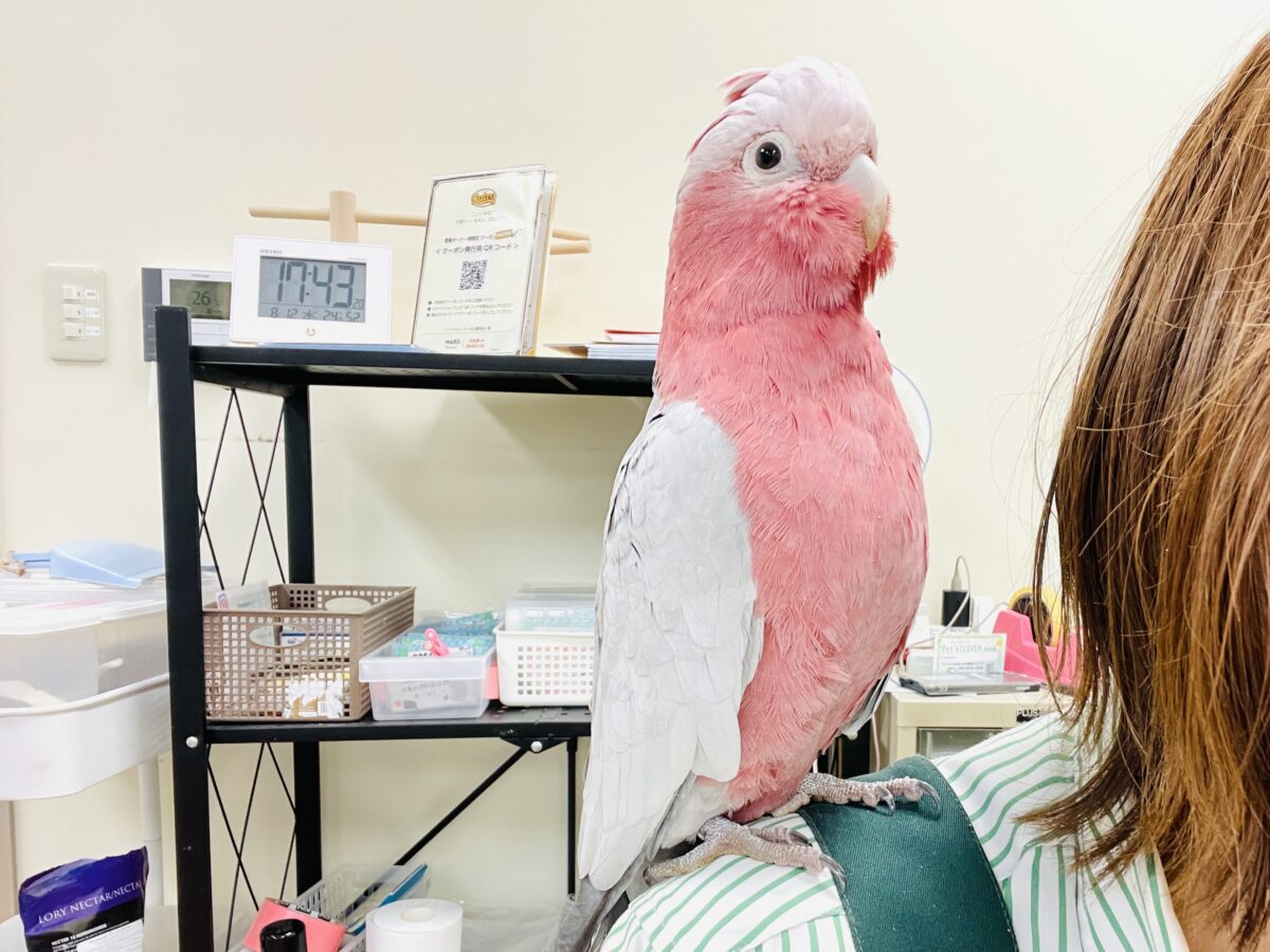 モモイロインコ