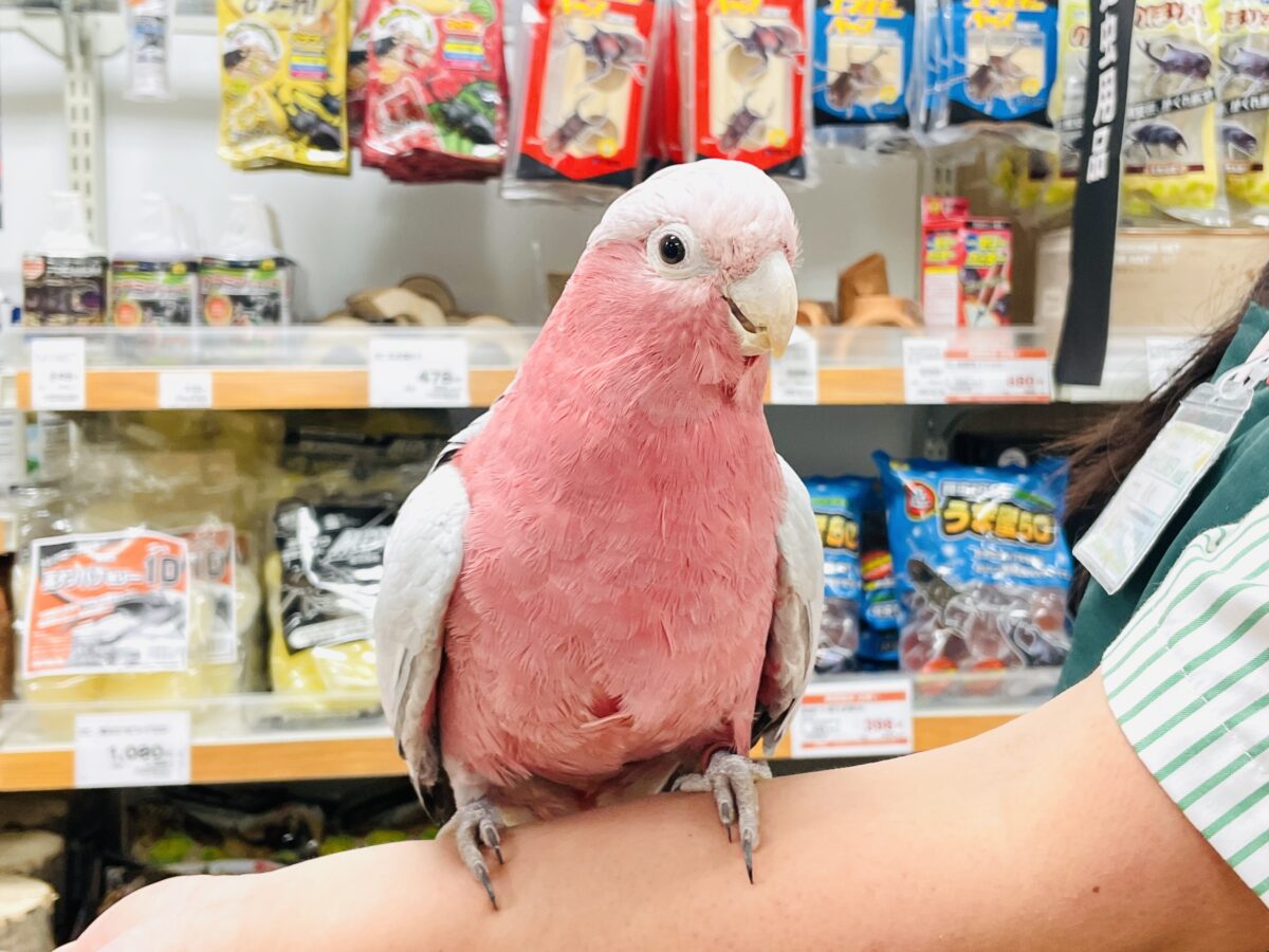 モモイロインコ