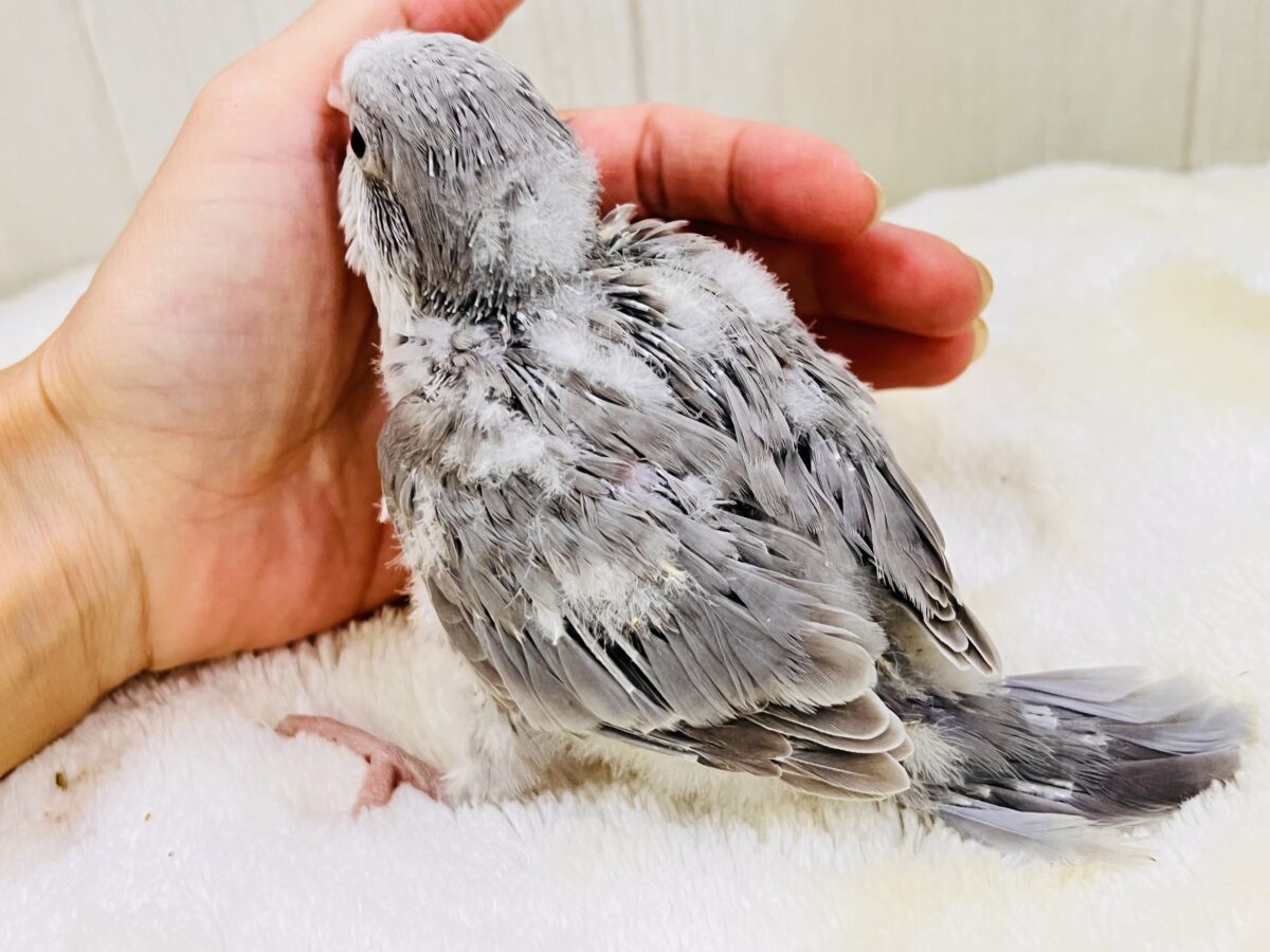 オキナインコ