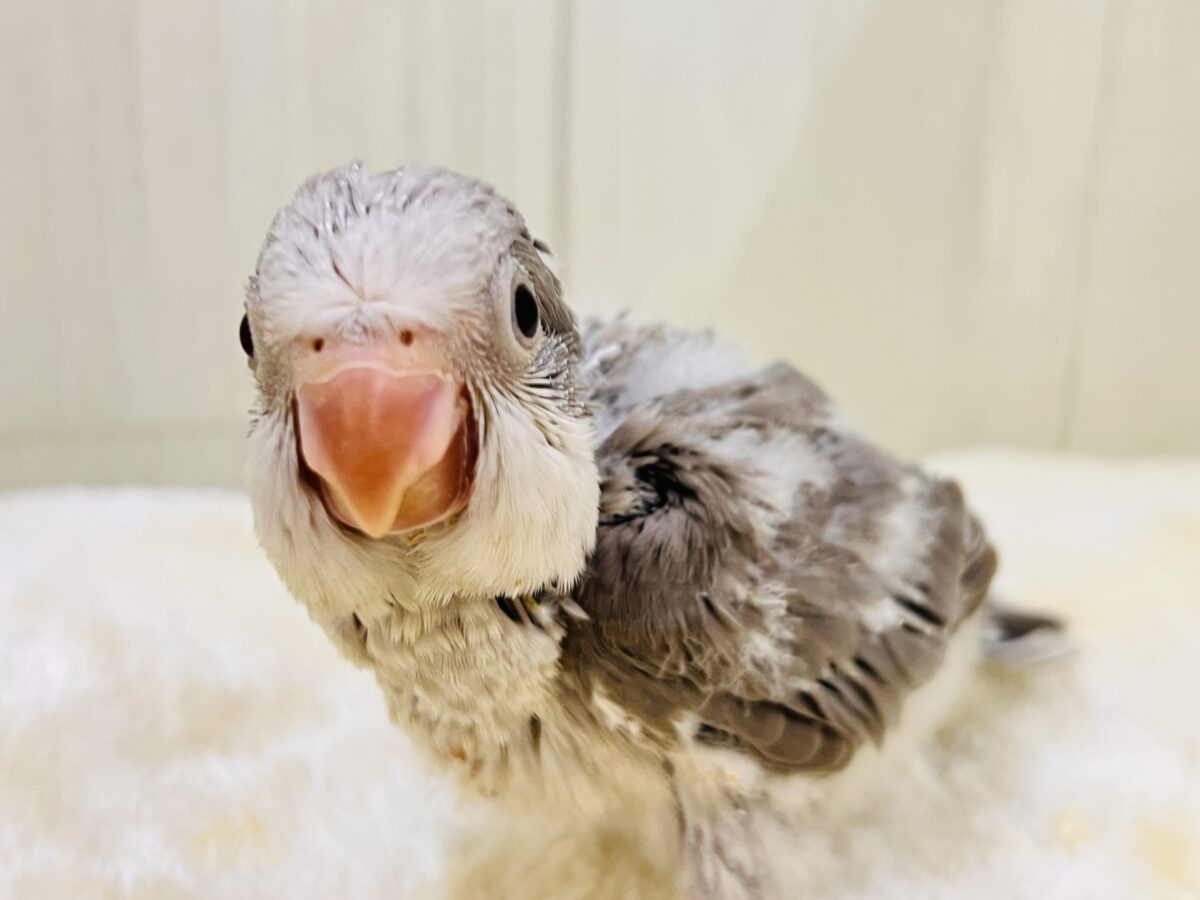 おしゃれカラーでみんなの目を独り占め❤️綿毛もりもり☆オキナインコのコバルトパリド！