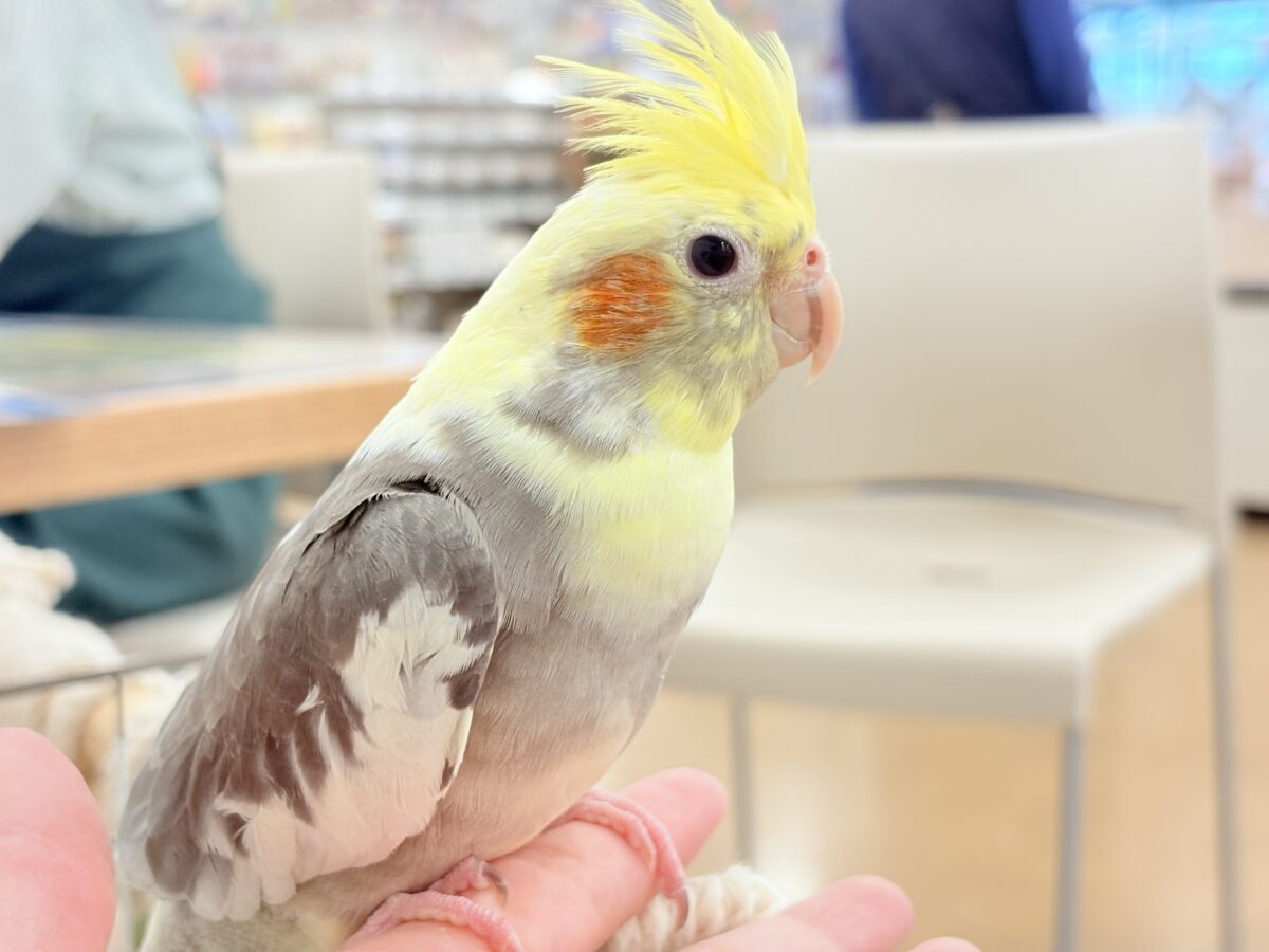 オカメインコ