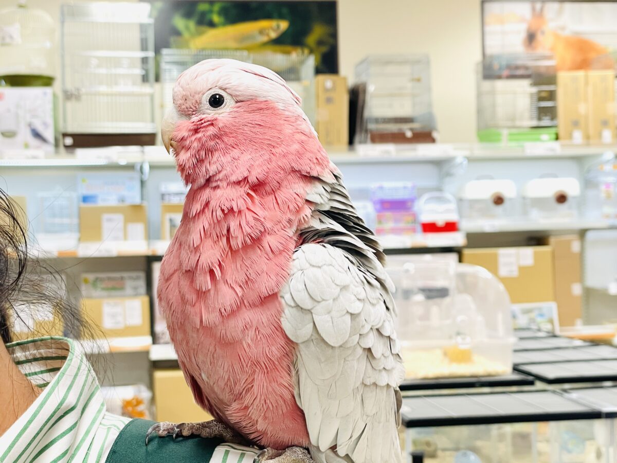 モモイロインコ