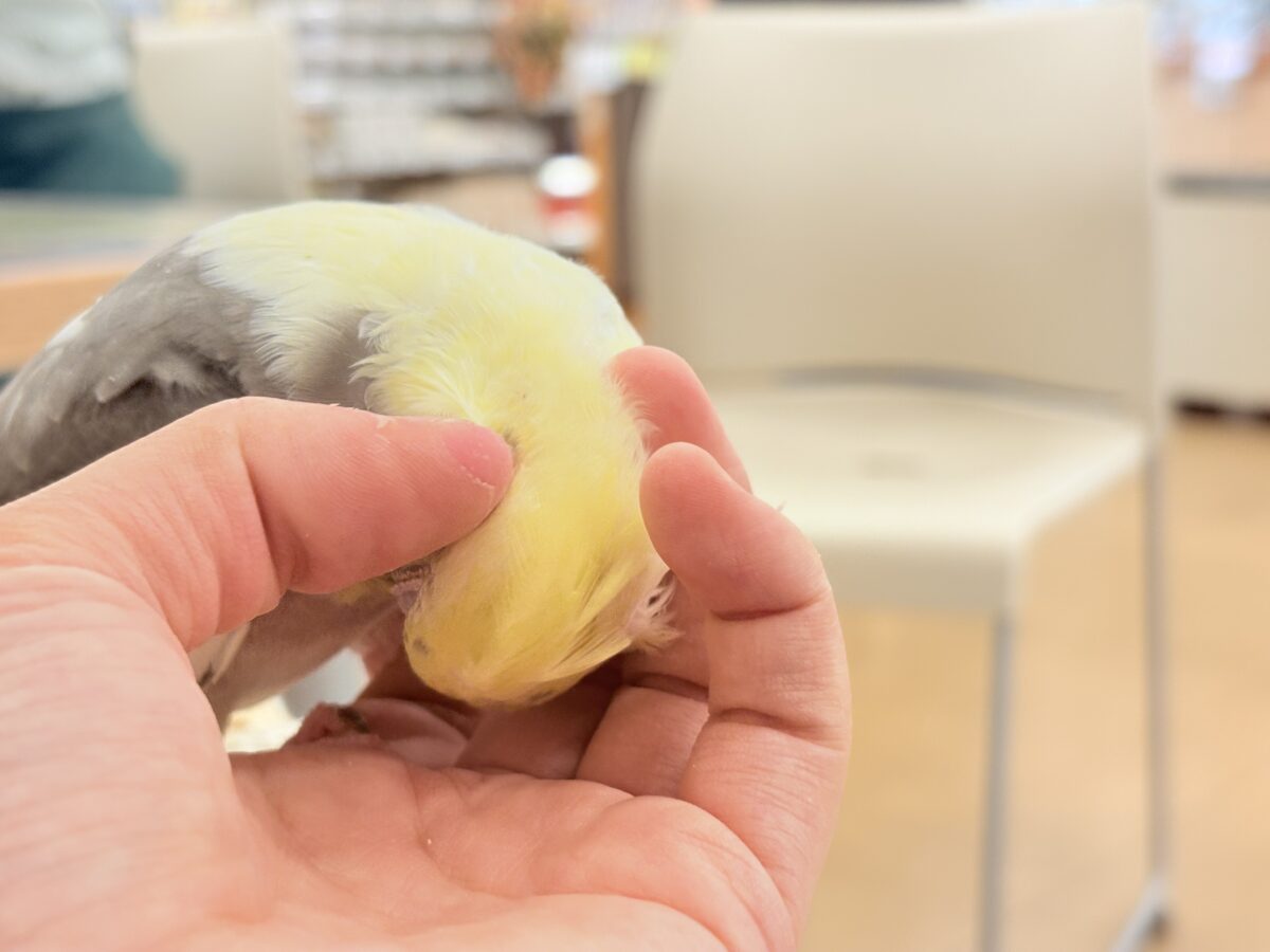 オカメインコ