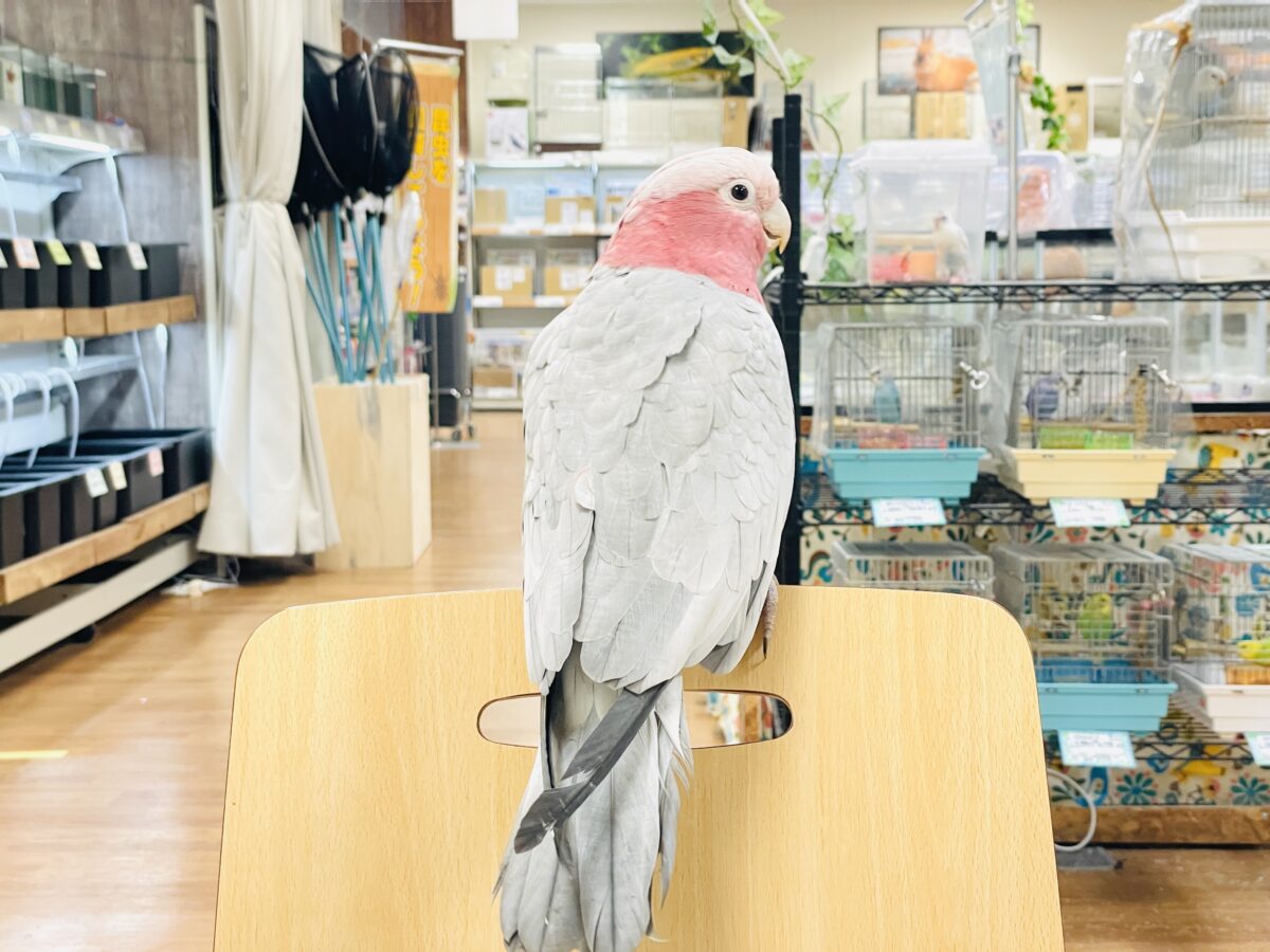 モモイロインコ