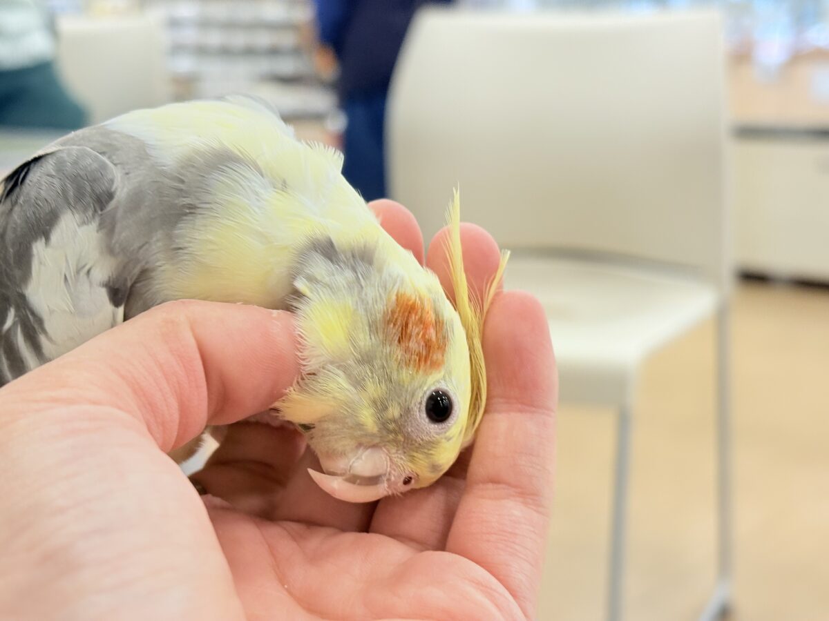 オカメインコ