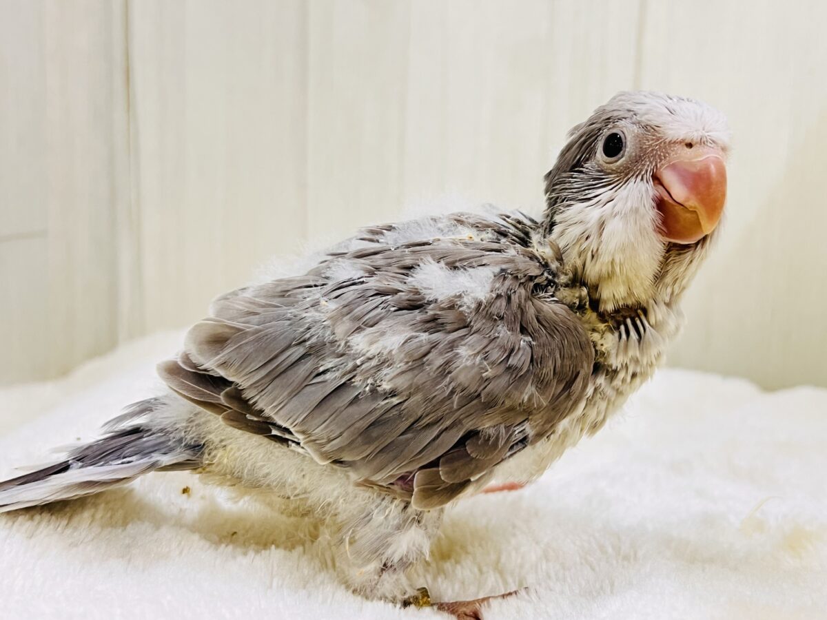 オキナインコ