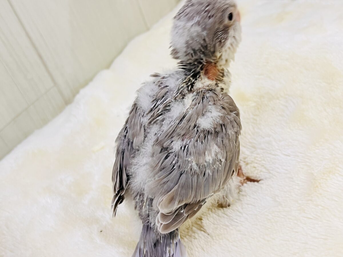 オキナインコ
