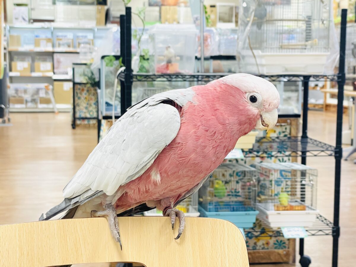 モモイロインコ