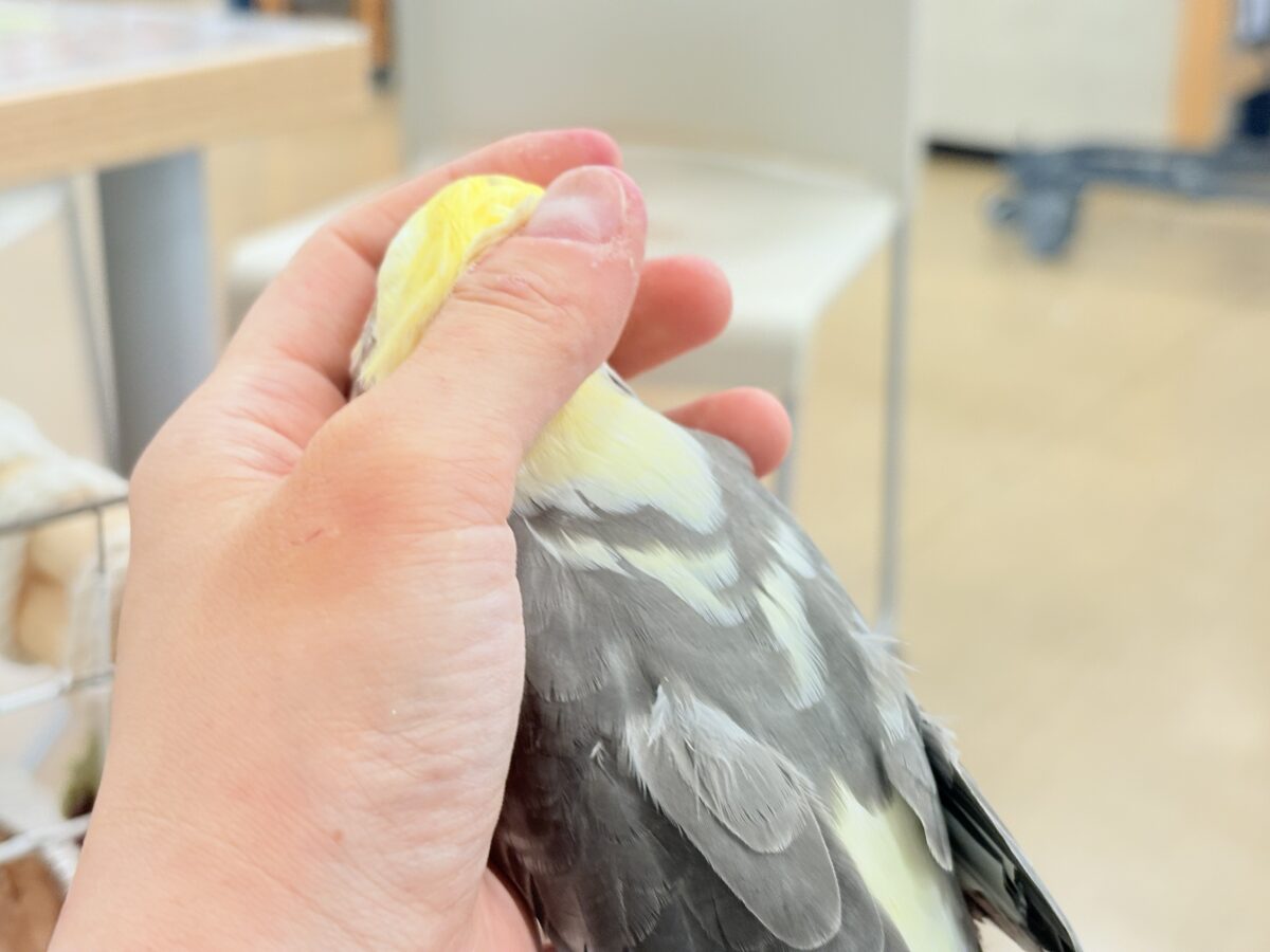 オカメインコ