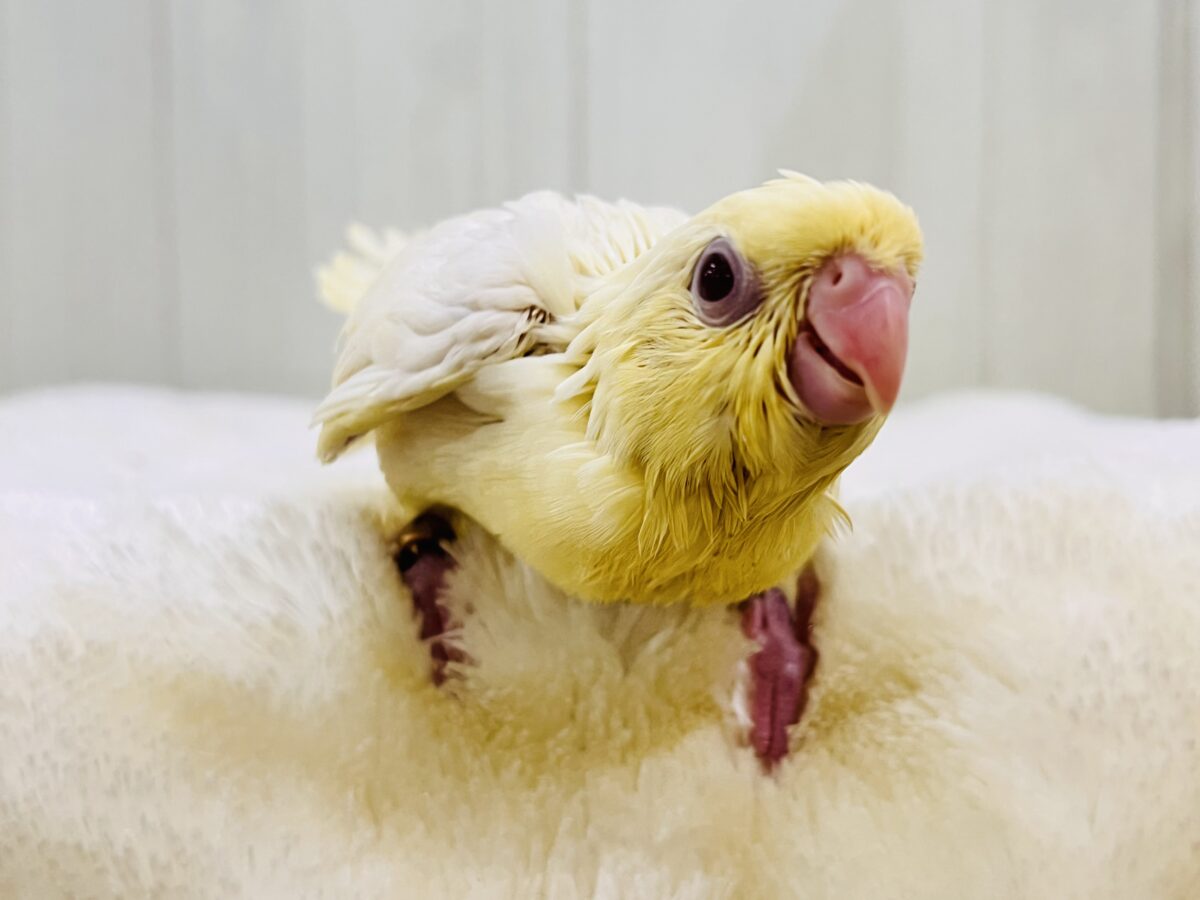 サザナミインコ