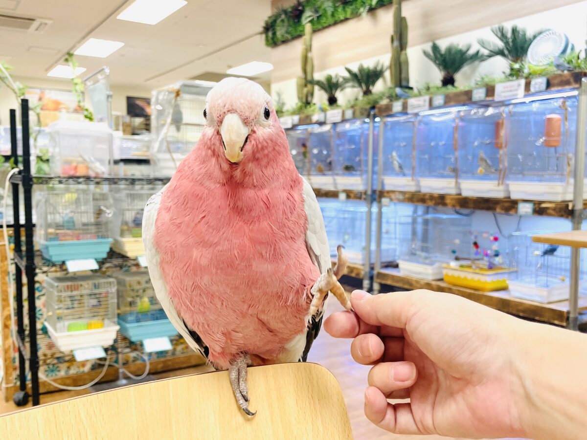 モモイロインコ