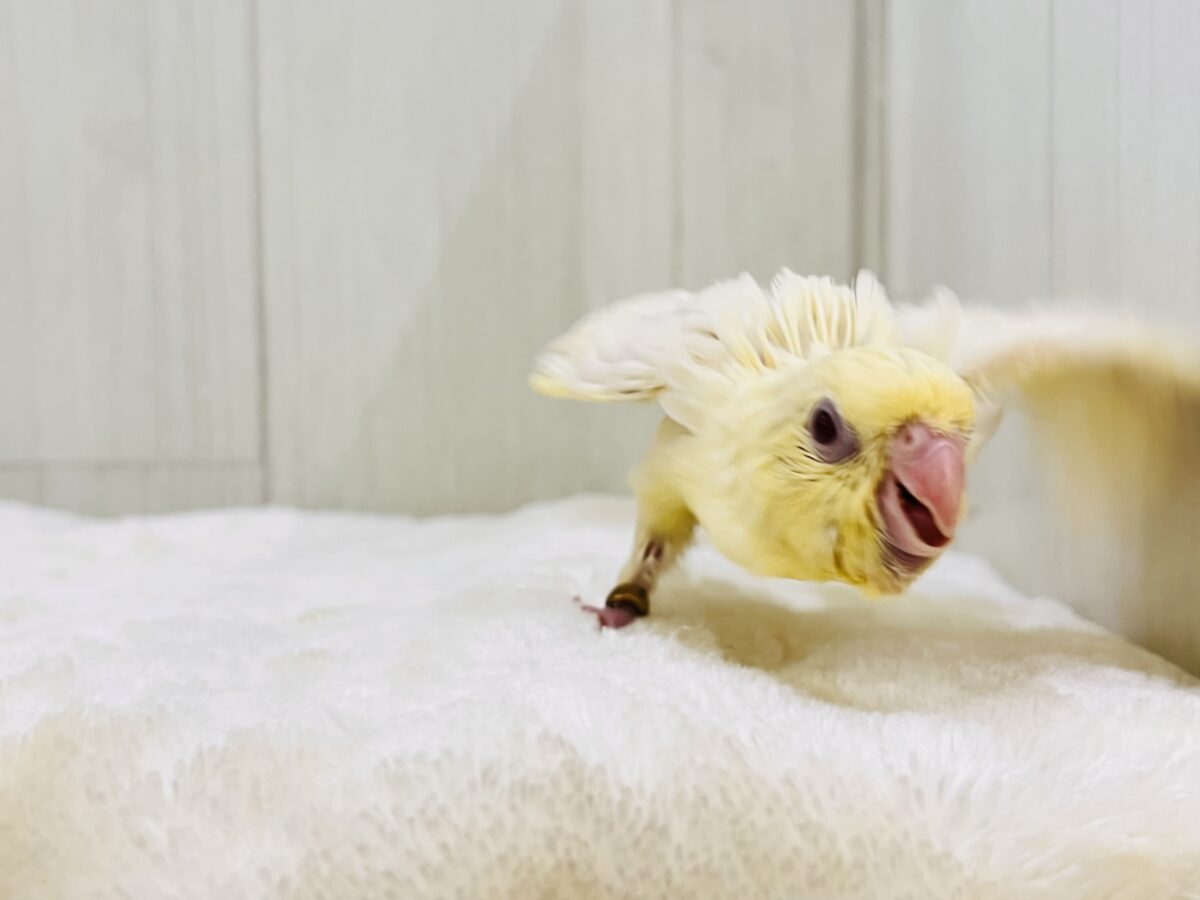 サザナミインコ