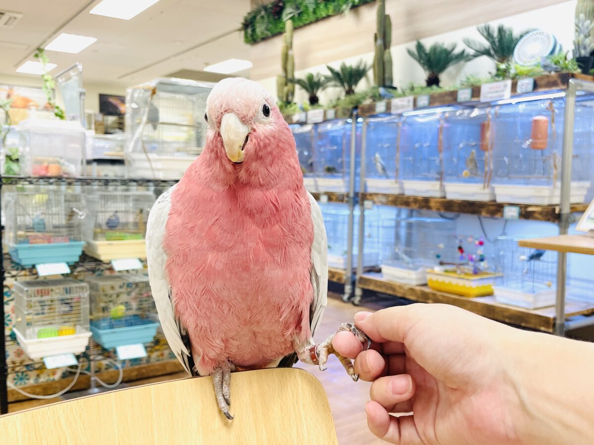 モモイロインコ
