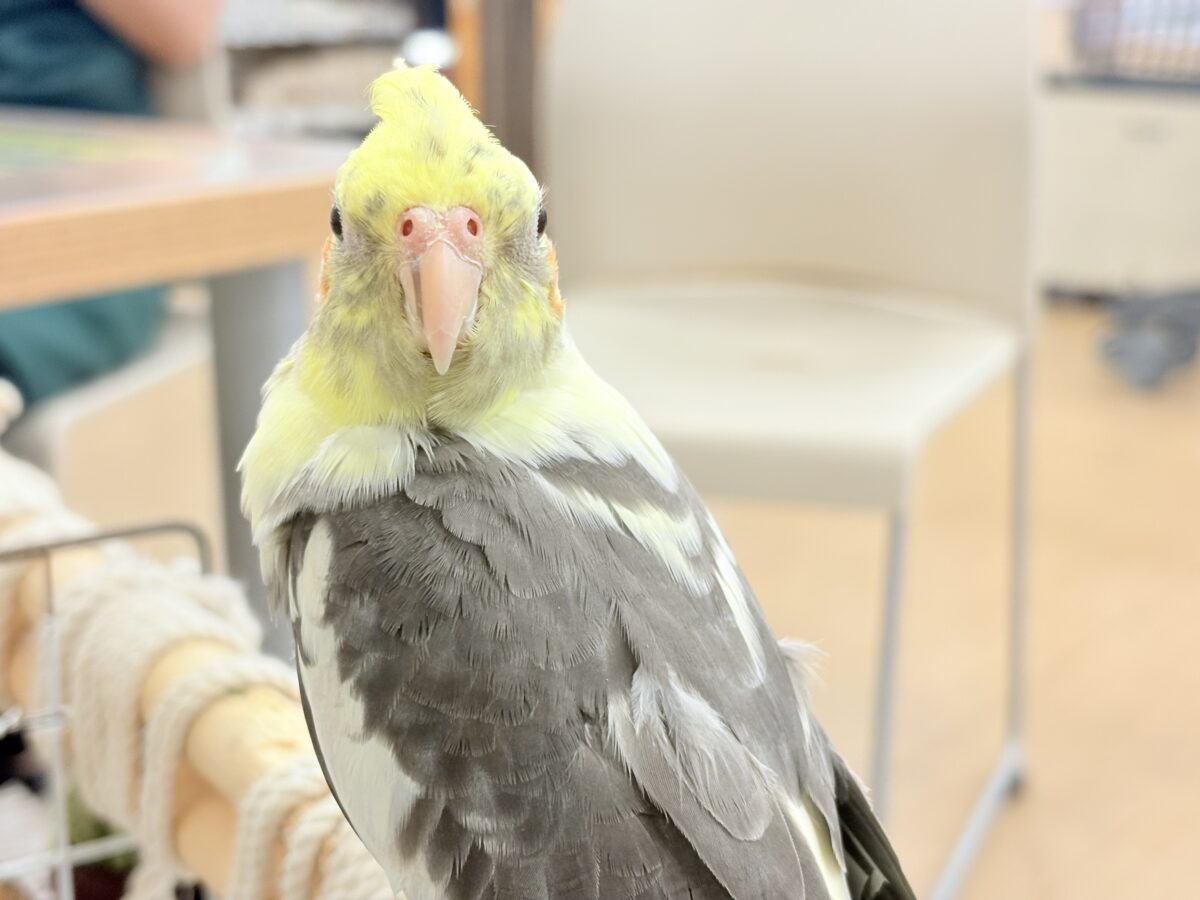 オカメインコ