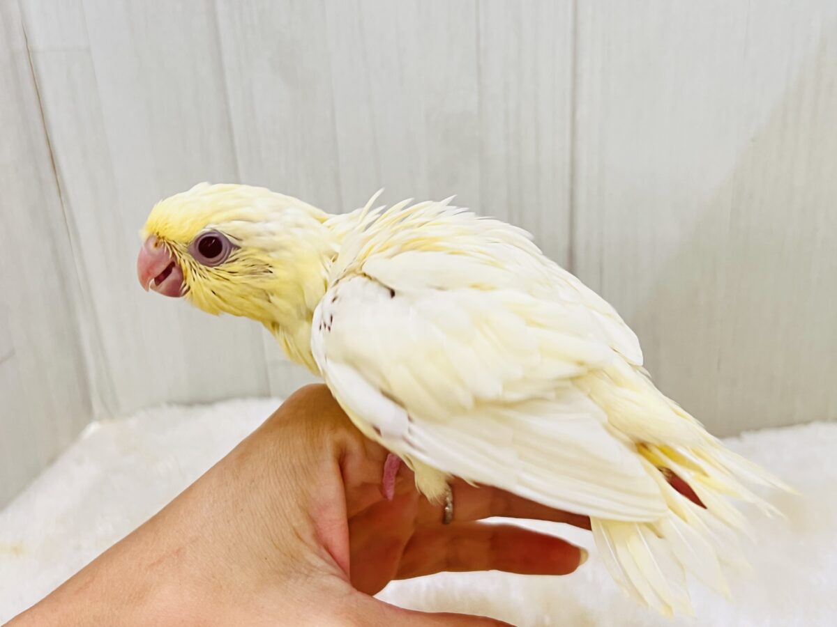 サザナミインコ