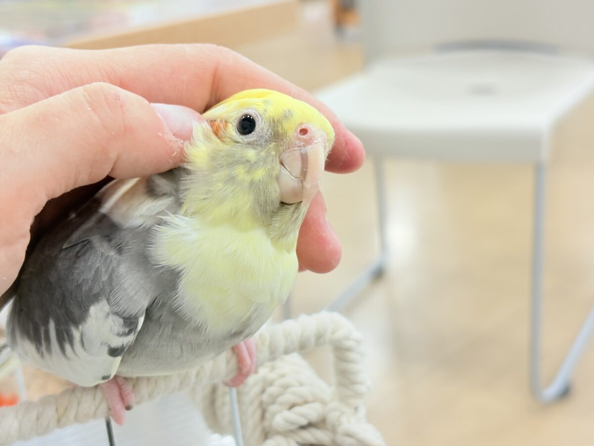 オカメインコ