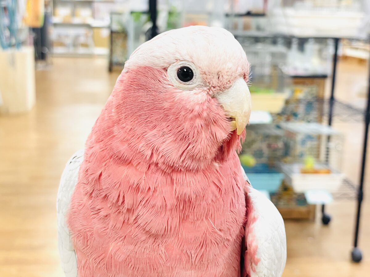 モモイロインコ