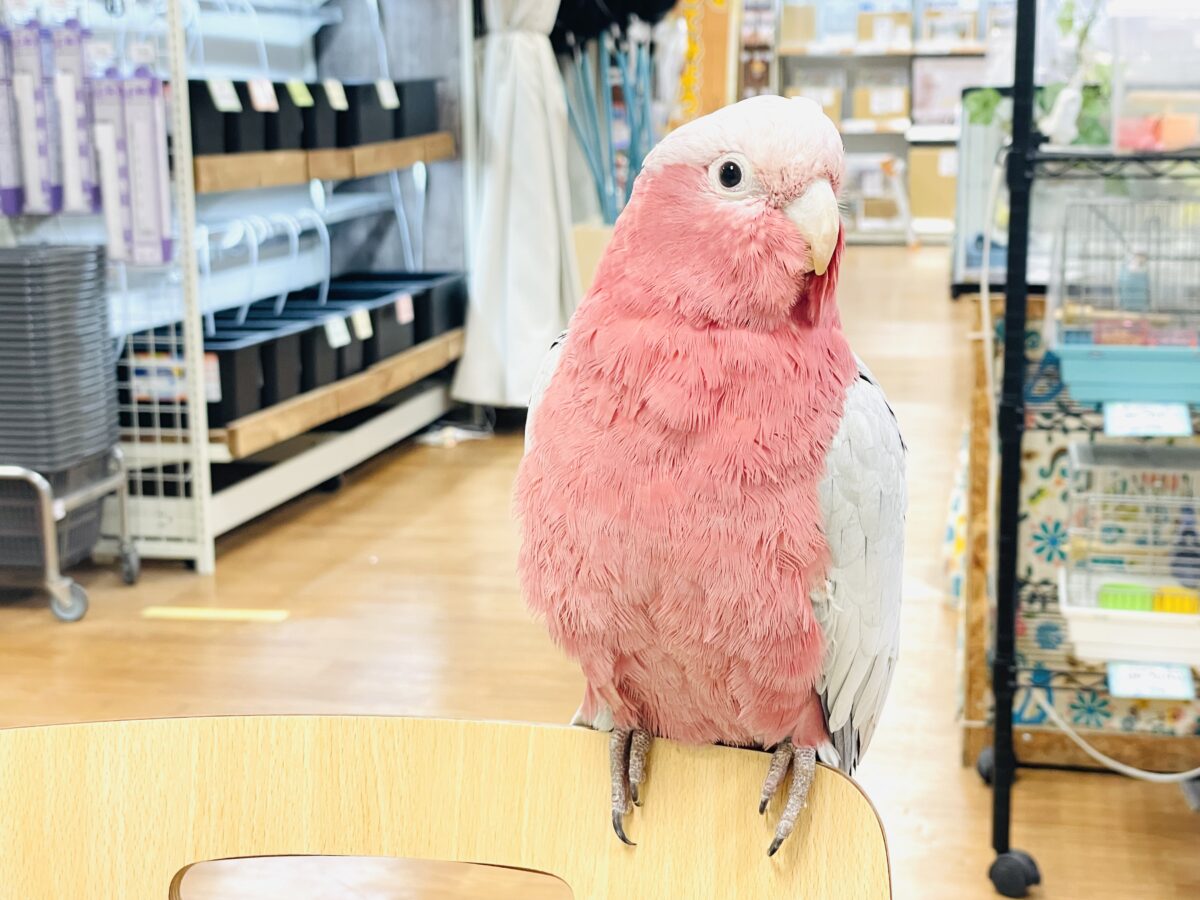 モモイロインコ