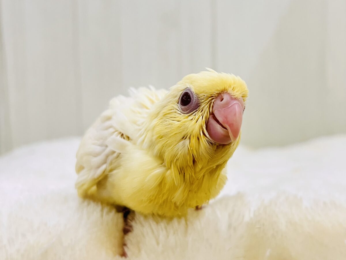 ぴぽぴぽぉ〜💕元気いっぱい‼︎クリームカラーのサザナミインコ💛