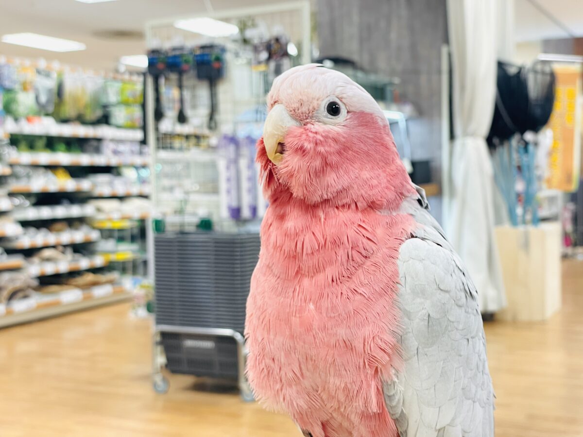 モモイロインコ