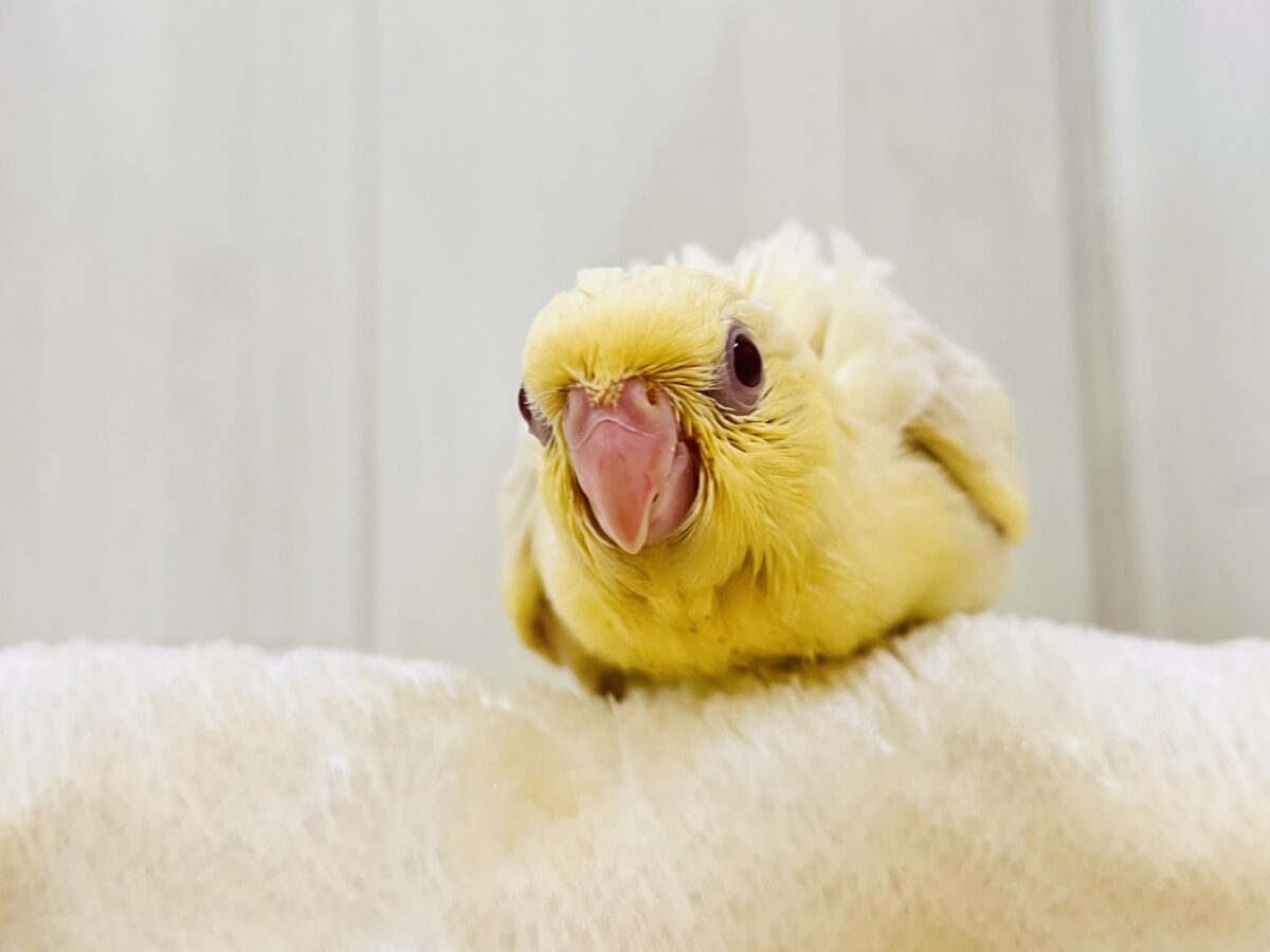 サザナミインコ