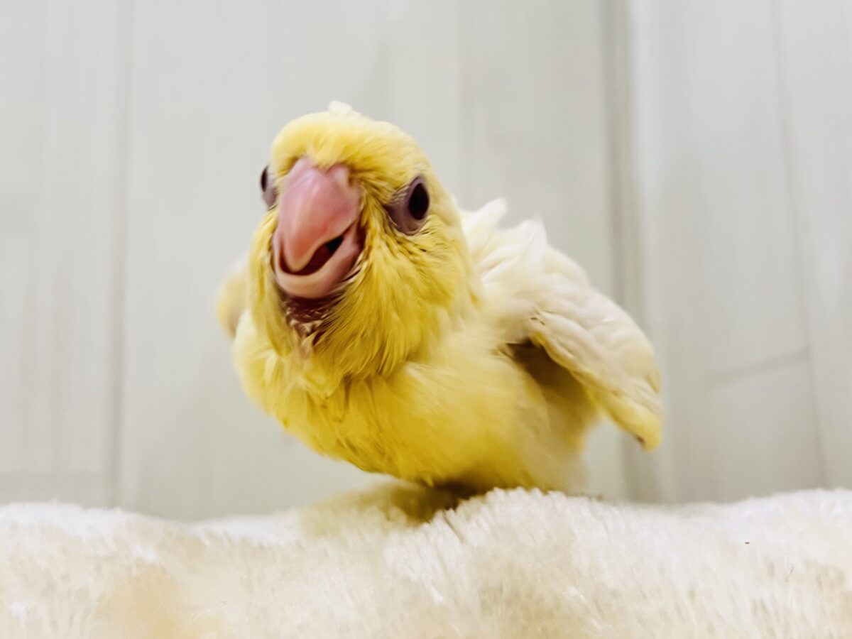 サザナミインコ