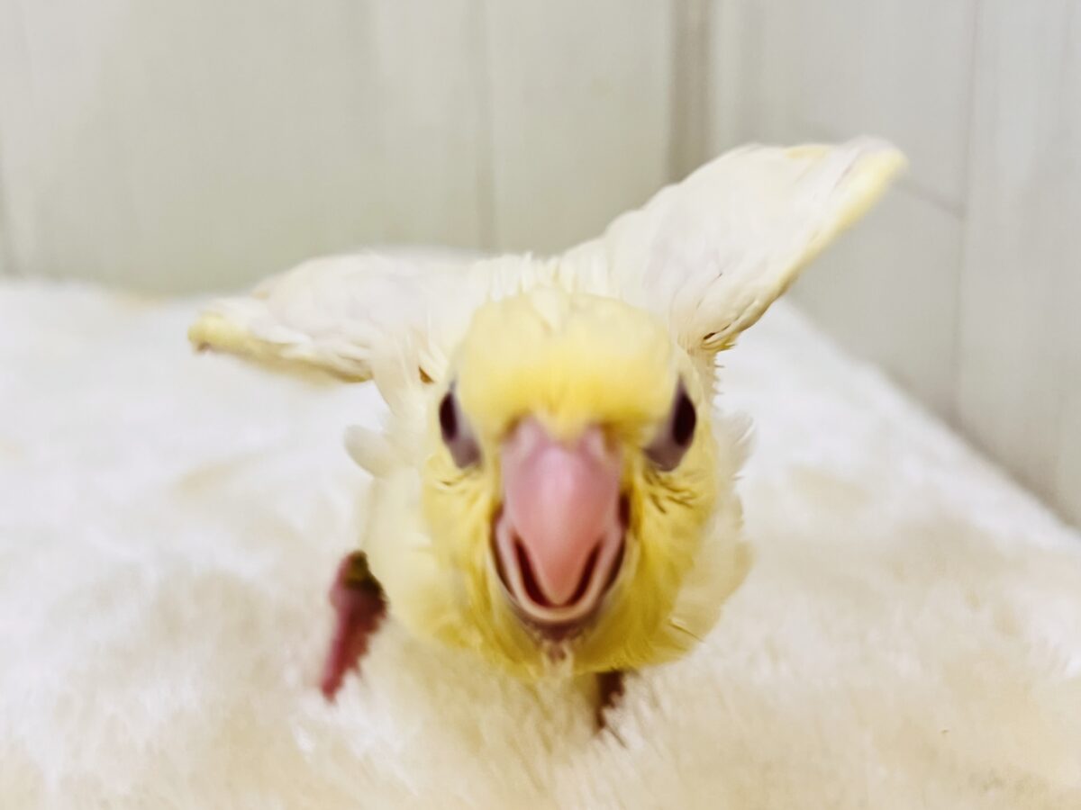 サザナミインコ