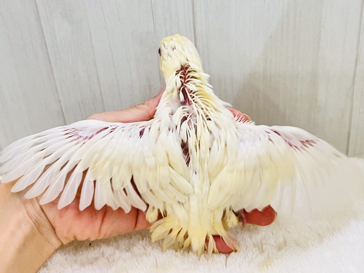 サザナミインコ