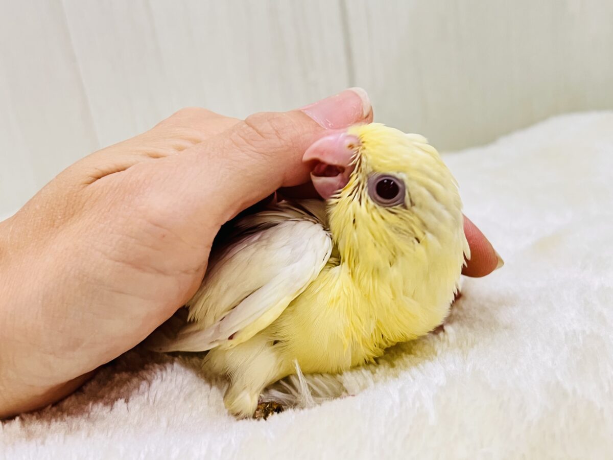 サザナミインコ