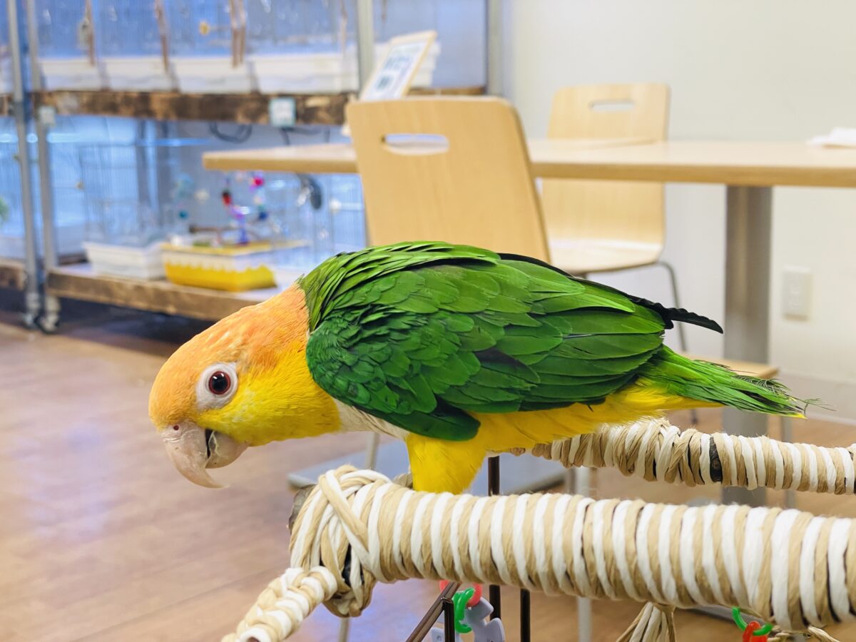 シロハラインコ