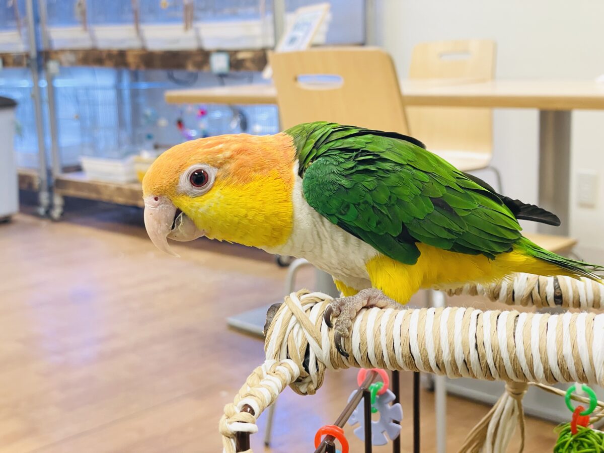 シロハラインコ